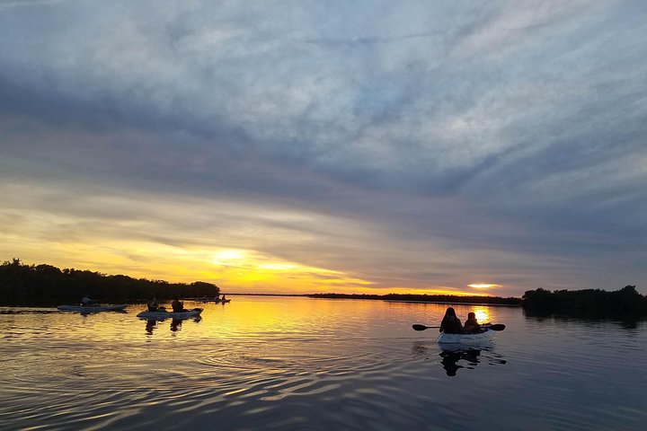 Mangrove Tunnels, Dolphins, Manatee Tour #1 Rated in Cocoa Beach