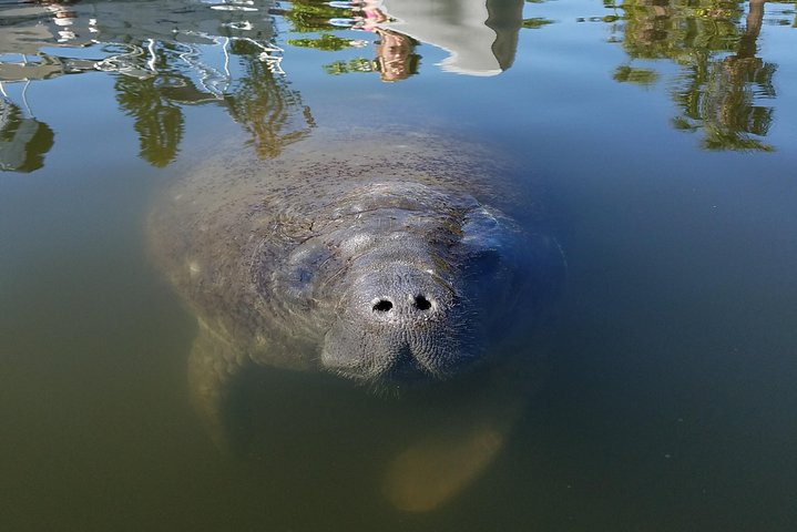 Mangrove Tunnels, Dolphins, Manatee Tour #1 Rated in Cocoa Beach
