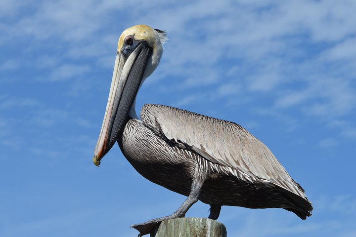 Mangrove Tunnels, Dolphins, Manatee Tour #1 Rated in Cocoa Beach