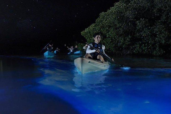 Mangrove Tunnels, Dolphins, Manatee Tour #1 Rated in Cocoa Beach