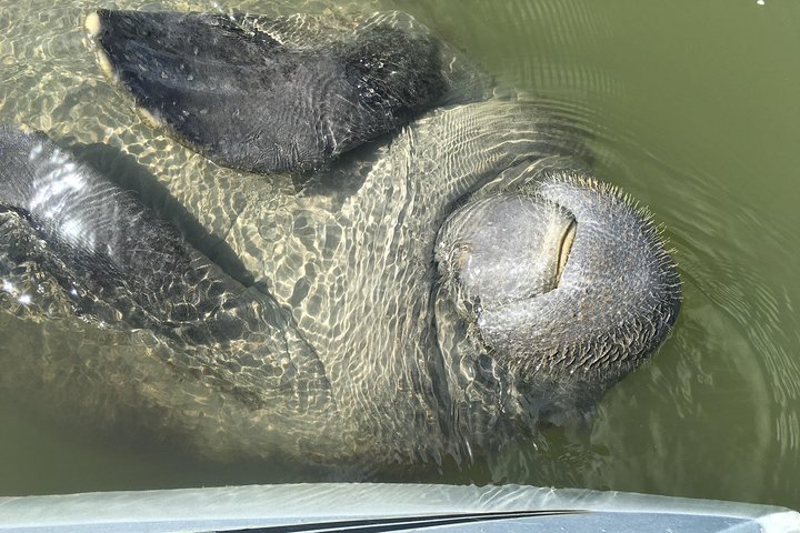 Mangrove Tunnels, Dolphins, Manatee Tour #1 Rated in Cocoa Beach