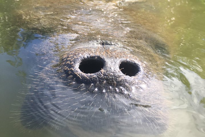 Mangrove Tunnels, Dolphins, Manatee Tour #1 Rated in Cocoa Beach