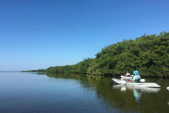 Mangrove Tunnels, Dolphins, Manatee Tour #1 Rated in Cocoa Beach