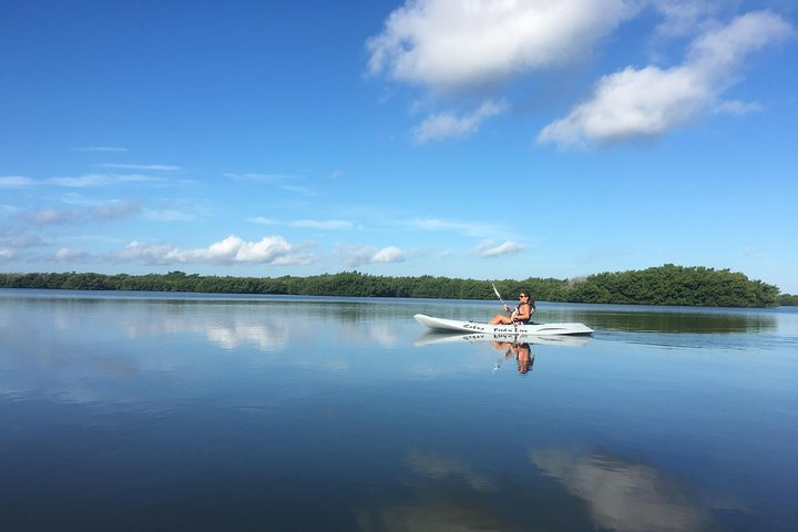 Mangrove Tunnels, Dolphins, Manatee Tour #1 Rated in Cocoa Beach