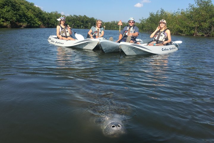 Mangrove Tunnels, Dolphins, Manatee Tour #1 Rated in Cocoa Beach