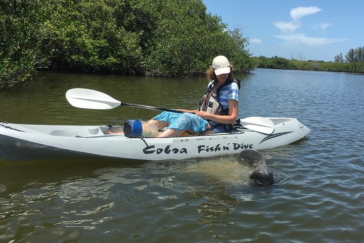 Mangrove Tunnels, Dolphins, Manatee Tour #1 Rated in Cocoa Beach