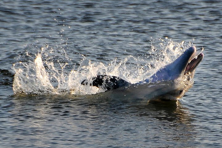 Mangrove Tunnels, Dolphins, Manatee Tour #1 Rated in Cocoa Beach