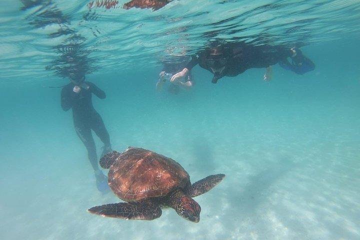 Half Day Tintoreras Tour from Isabela Island