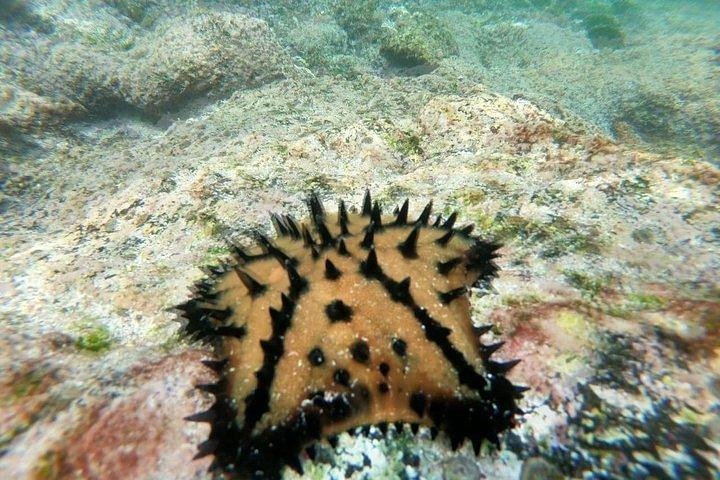 Half Day Tintoreras Tour from Isabela Island