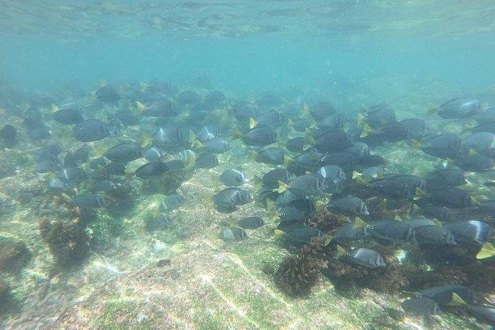 Half Day Tintoreras Tour from Isabela Island