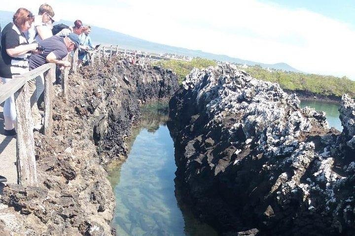 Half Day Tintoreras Tour from Isabela Island