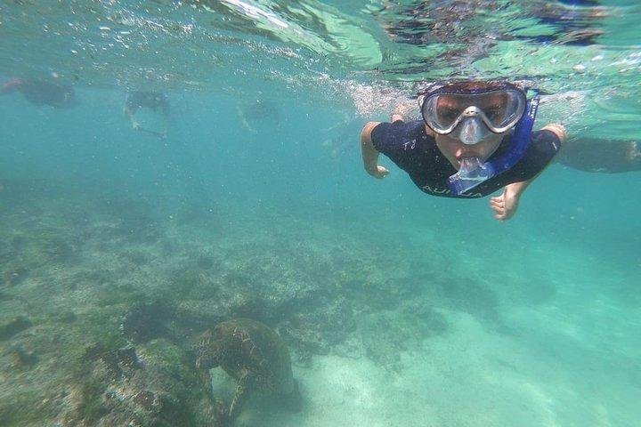 Half Day Tintoreras Tour from Isabela Island