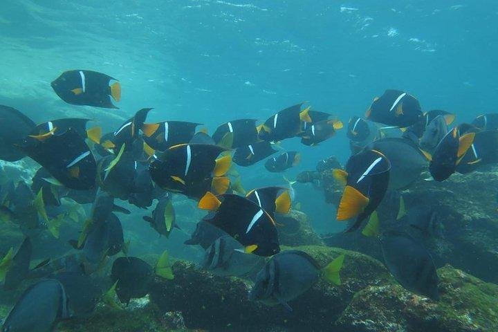 Full Day Pinzon Island, Finishing in la Fe with Snorkeling