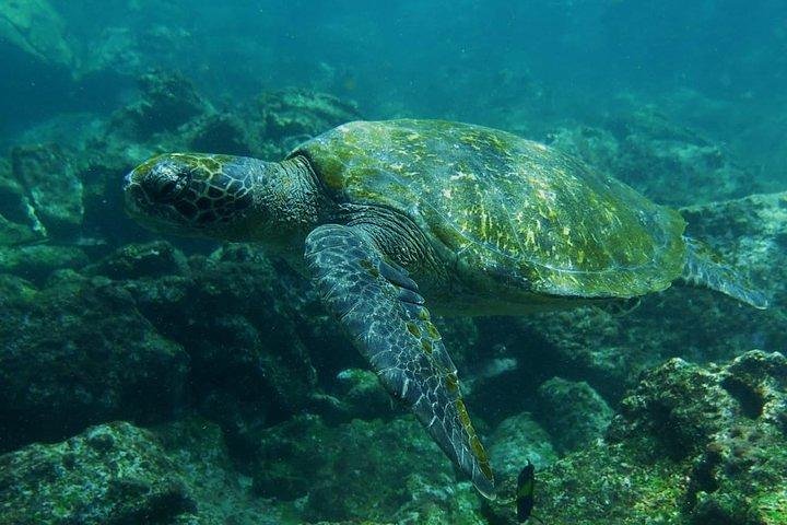 Full Day Pinzon Island, Finishing in la Fe with Snorkeling