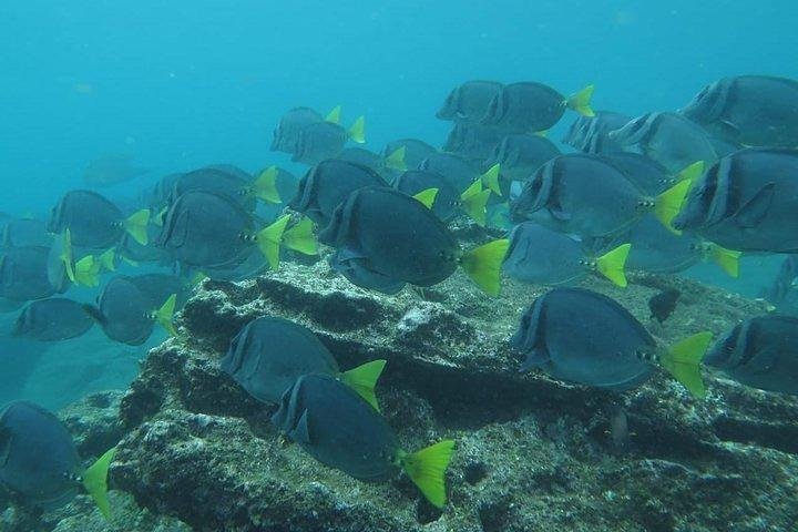Full Day Pinzon Island, Finishing in la Fe with Snorkeling