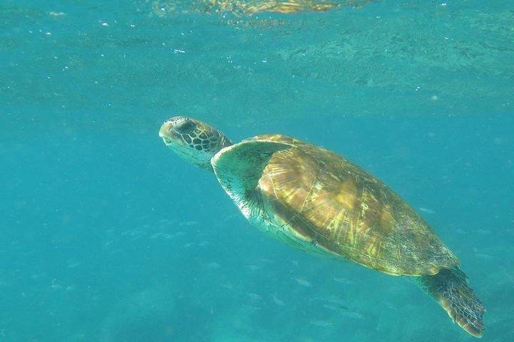 Full Day Pinzon Island, Finishing in la Fe with Snorkeling