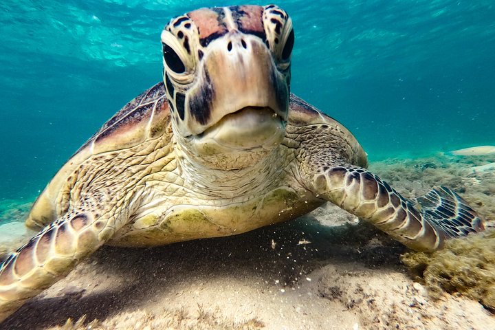 Whitsunday Islands Sail, SUP & Snorkel Tour-Small group