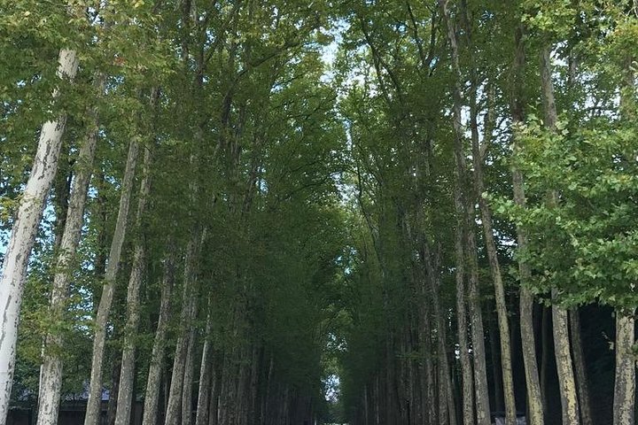 Versailles Royal Palace & Gardens Private Tour by Golf Cart