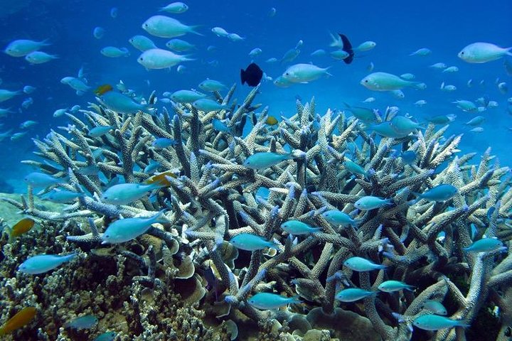Great Barrier Reef Cruise from Townsville or Magnetic Island