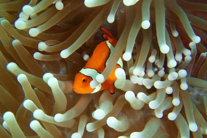 Great Barrier Reef Cruise from Townsville or Magnetic Island