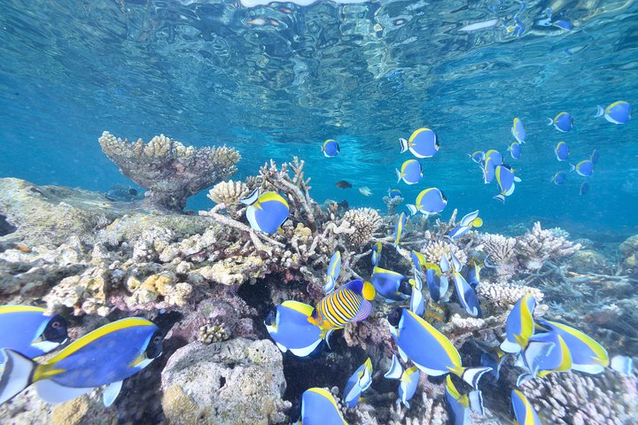 Introductory Dive in Eilat