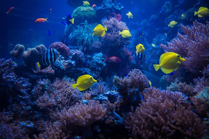 Introductory Dive in Eilat