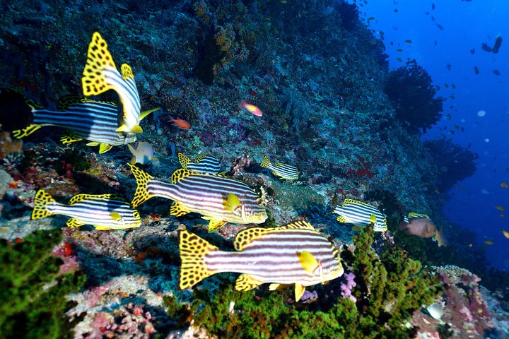 Introductory Dive in Eilat
