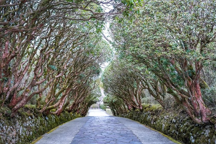 Private Tour - Hakone Day Trip! A Tour to Explore All Must-Sees!