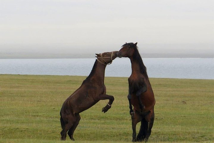 2-Days in Song Kul Lake as Nomad - horseback riding & Yurt stay