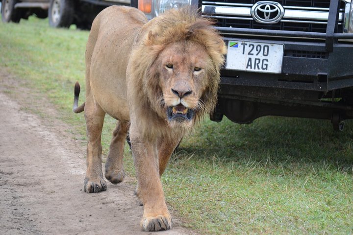 6 Days best adventure kilimanjaro ,Tarangire ,Serengeti &Ngorongoro crater