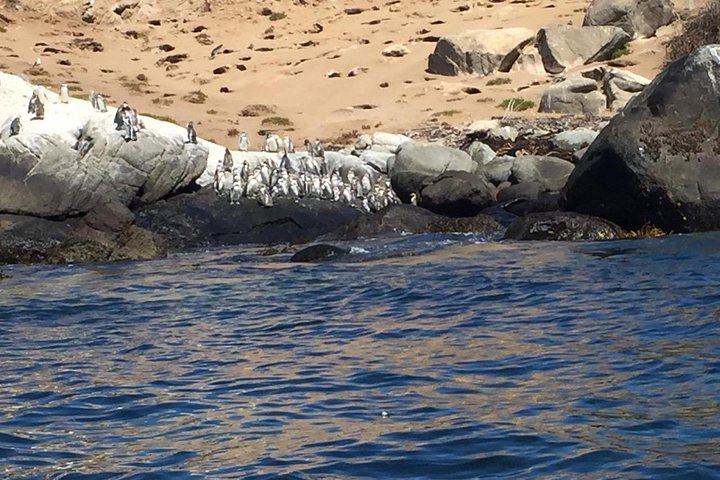 Private boat trip to see penguins from Valparaíso Cachagua Island