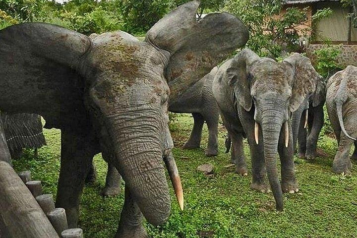 3 Days Trip to Mole National Park