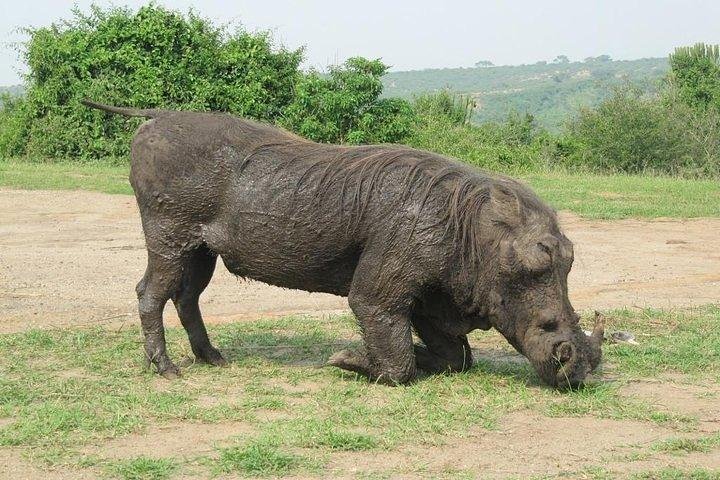 3 Days Trip to Mole National Park