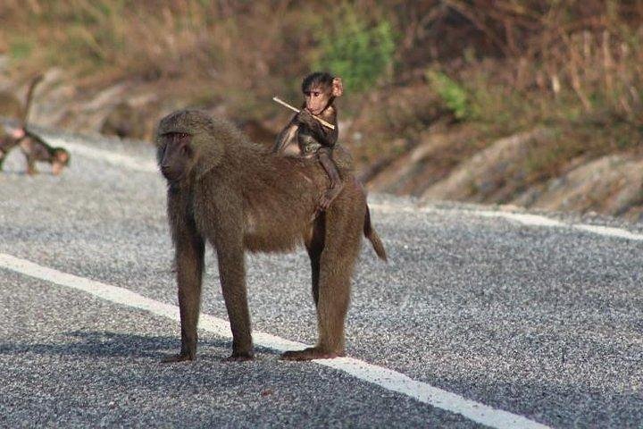 3 Days Trip to Mole National Park