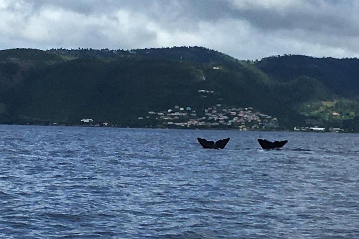PH Whale Watch & Dolphin Cruise in Dominica