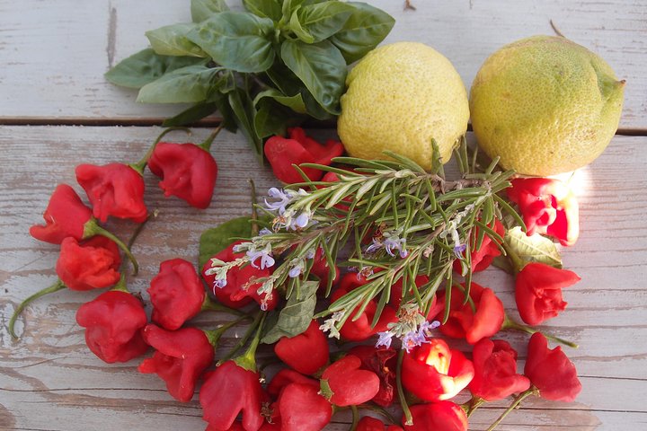 Cooking class, traditional Greek cuisine, on a Greek island