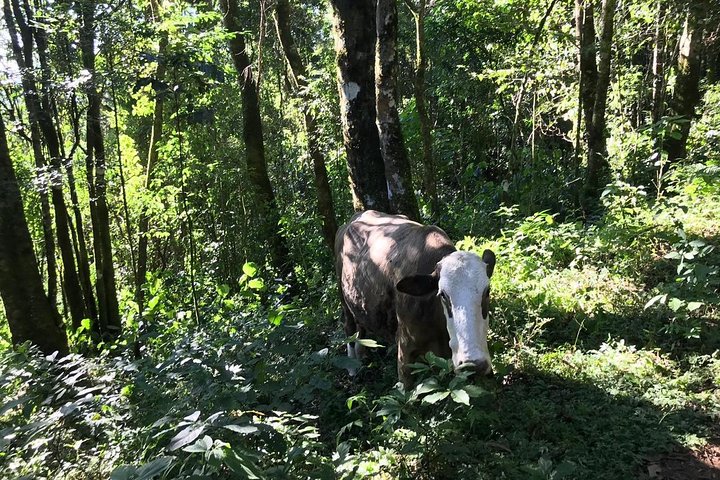 The Brazilian Switzerland - Full Day Trip on Campos do Jordão from São Paulo