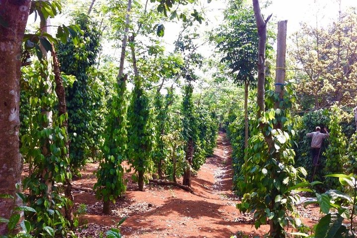 Private Full-Day Tour of Da Lat Included Lunch From Nha Trang