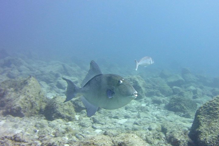 Scuba Diving Beginner's Session in Costa Adeje