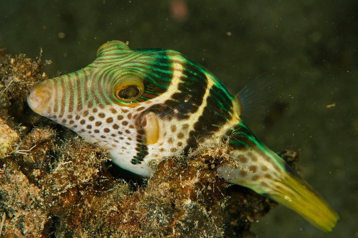 7 Nights Diving Tour in Milne Bay in Alotau
