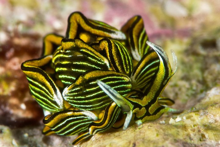 7 Nights Diving Tour in Milne Bay in Alotau