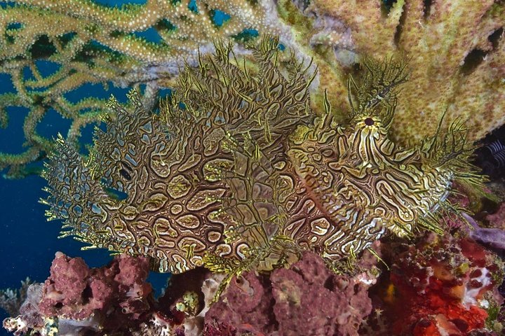 7 Nights Diving Tour in Milne Bay in Alotau