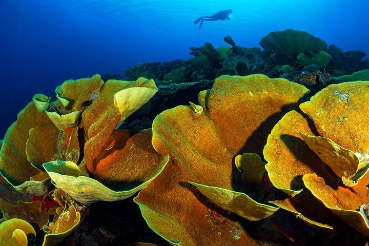 7 Nights Diving Tour in Milne Bay in Alotau