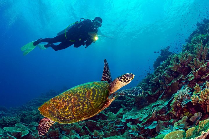 7 Nights Diving Tour in Milne Bay in Alotau