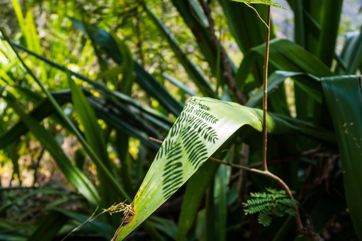 Hiking: Authentic immersion in Mafate