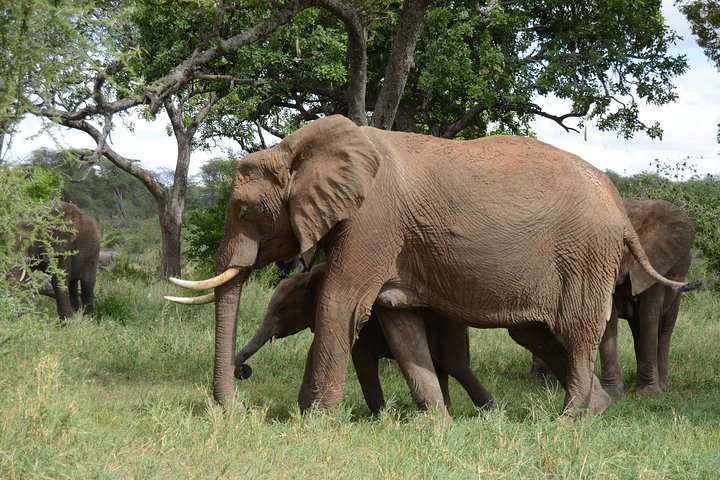 4 Days Tarangire ,Serengeti &Ngorongoro crater group Tour