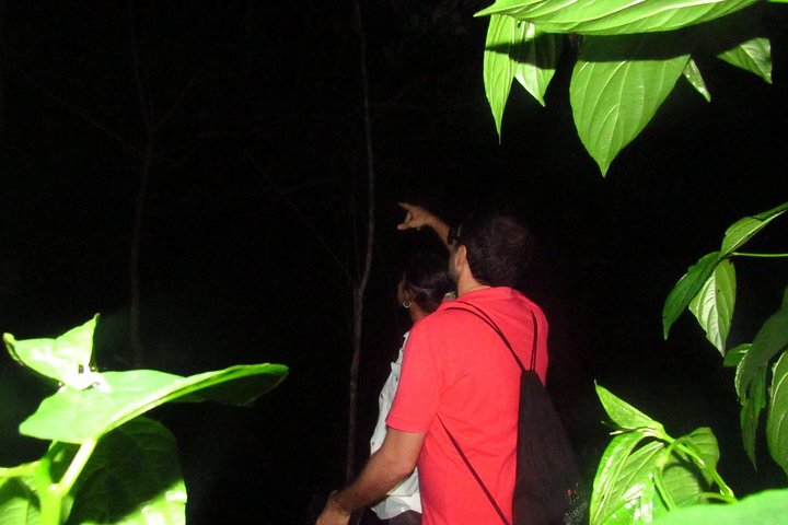 Turtle Tour