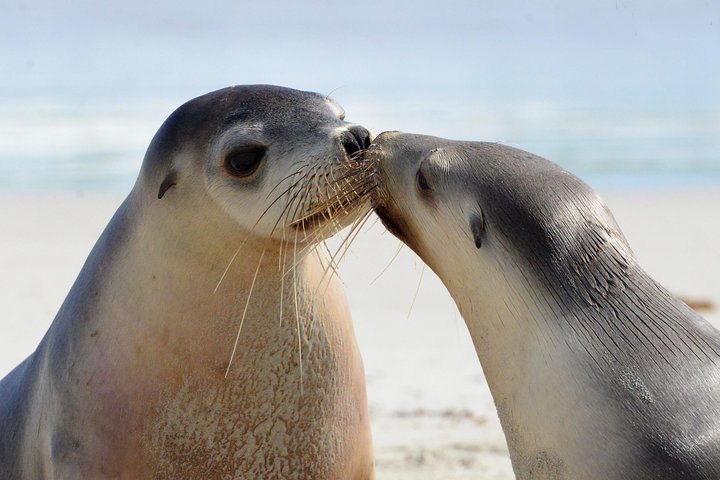 2 day Ultimate Kangaroo Island with return ferry