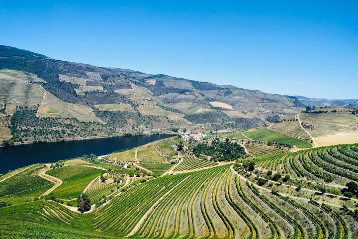 Douro Valley Tour: Wine Tasting, Cruise and Lunch from Porto