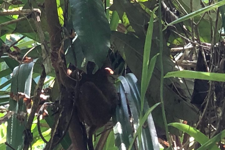 Private Day Trip Cebu to Bohol w/ Chocolate Hills & Loboc Cruise